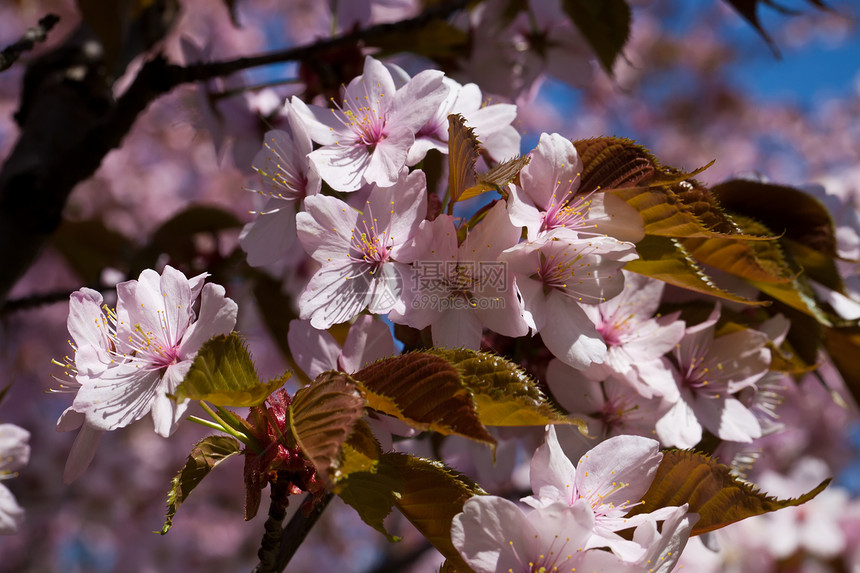 樱花花花园天空蓝色粉色植物樱花植物群花瓣宏观季节图片