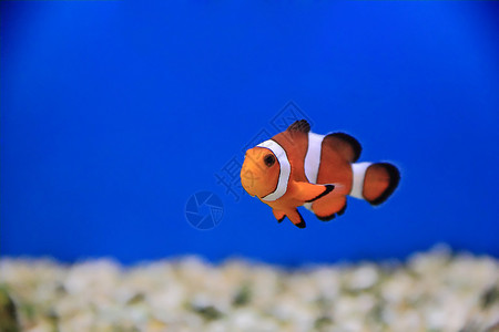 小丑鱼宠物盐水臭鼬水族馆红色海葵白色单眼皮条纹橙子背景图片