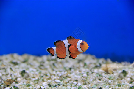 小丑鱼红色白色单眼皮海葵盐水水族馆橙子臭鼬宠物条纹背景图片