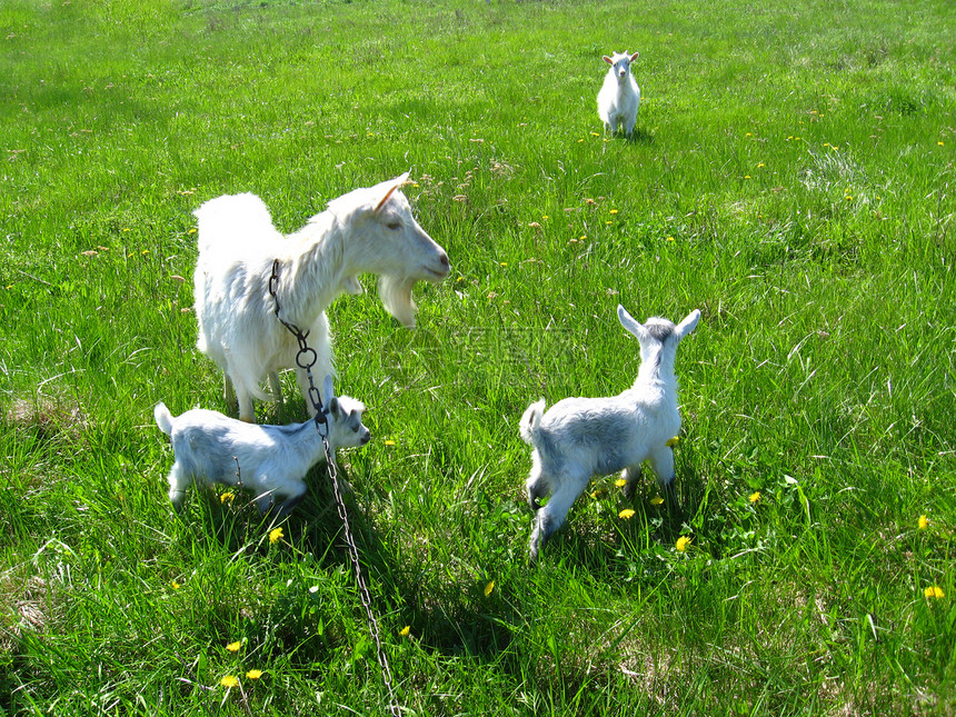 山羊和在牧场上的孩子哺乳动物假期配种母鹿农场喇叭毛皮幼兽家畜畜牧业图片