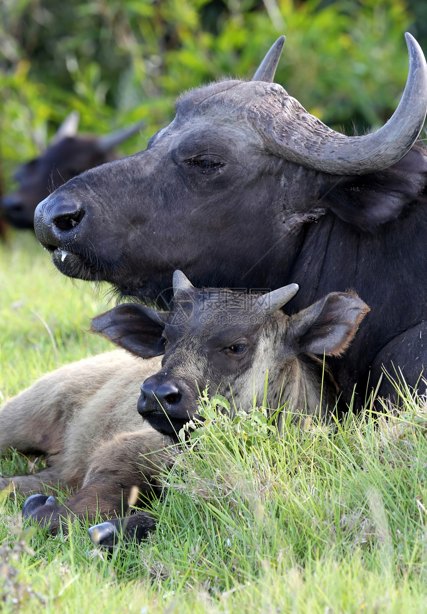 水牛牛和小牛喇叭绿色孩子婴儿荒野野生动物牛角后代反刍棕色图片