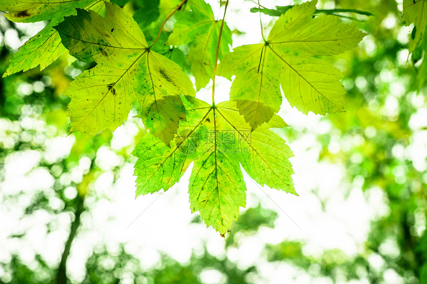 春叶森林叶子公园自然植物晴天横梁树叶阳光植物学图片