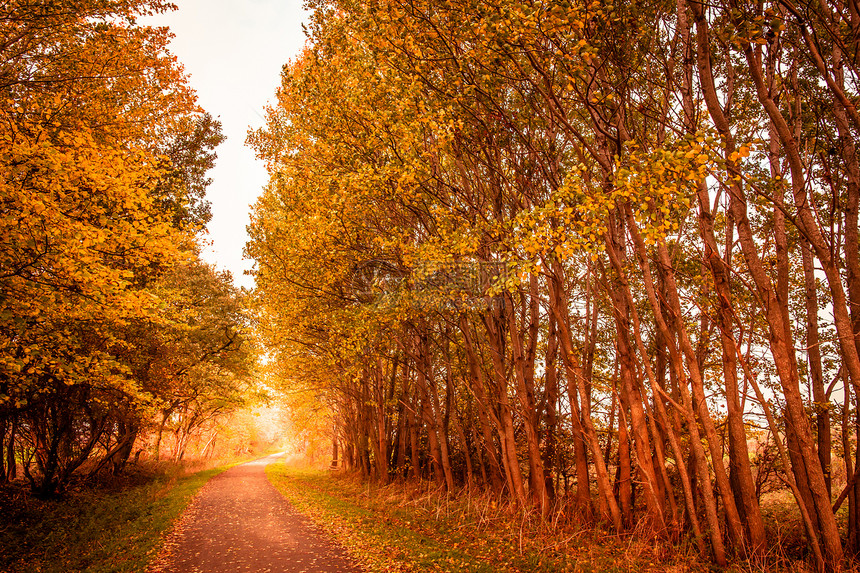 秋季风景森林国家公园环境树叶叶子季节生态花园植物群图片