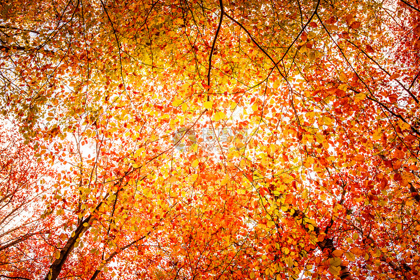 秋季森林季节太阳国家顶峰植物群公园植物花园树叶环境图片