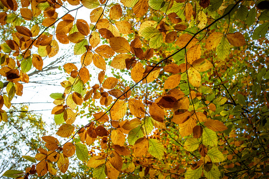 秋叶花园环境季节生态树叶太阳植物叶子植物群顶峰图片
