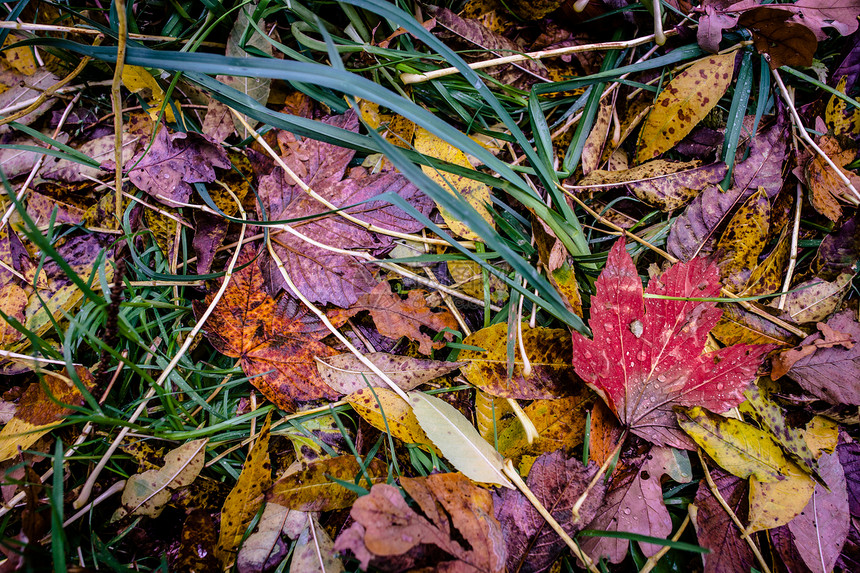 秋叶叶子树叶季节顶峰森林花园公园生态太阳国家图片