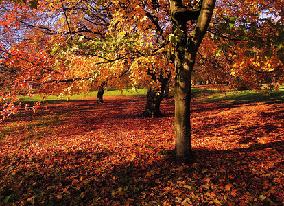 秋季颜色活力阳光季节性风景树木橙子叶子场景树叶榉木背景图片