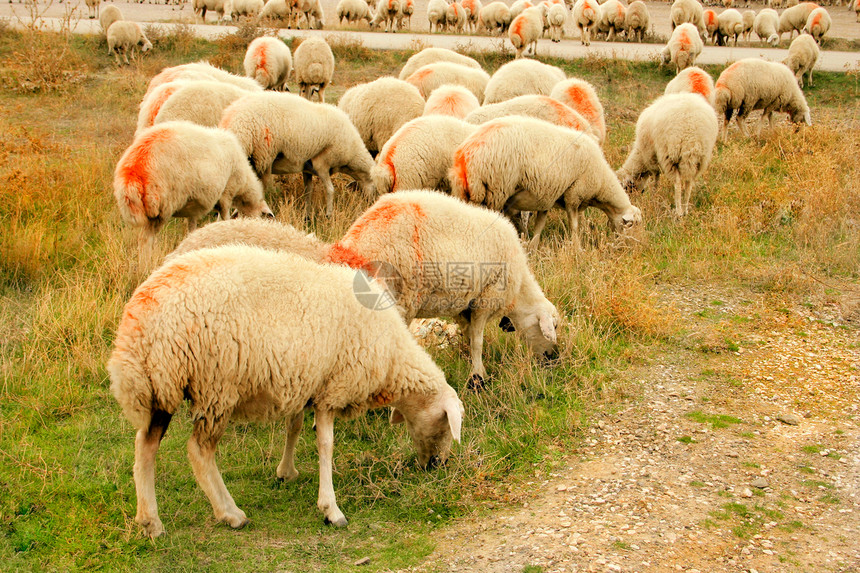 牧羊山羊动物荒野农业农场图片