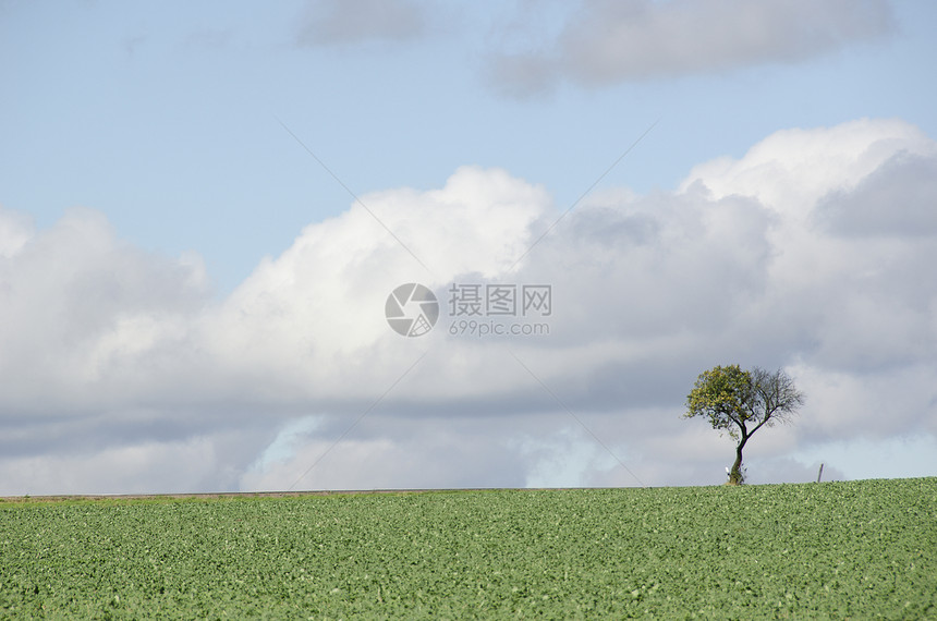 在田地上树上有道路乡村风景街道场景农田农场天空栽培场地生长图片