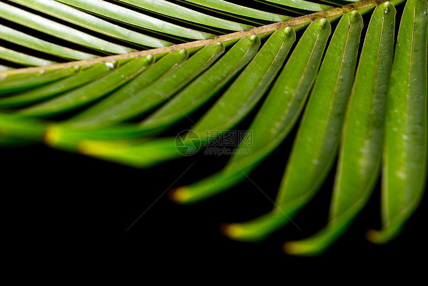 天然绿色背景叶子热带叶绿素椰子生长宏观植物学植物植被静脉图片