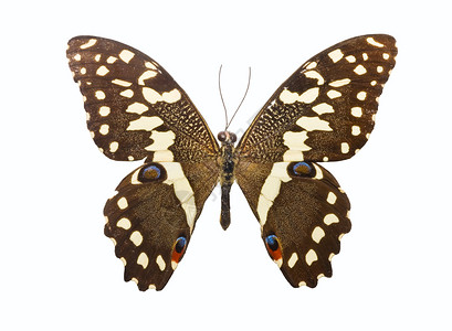 蝴蝶黑色热带君主白色活力翅膀飞行昆虫宏观棕色背景图片