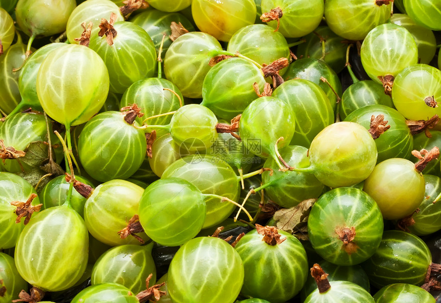 鹅莓绿色水果浆果营养白色宏观食物甜点团体图片
