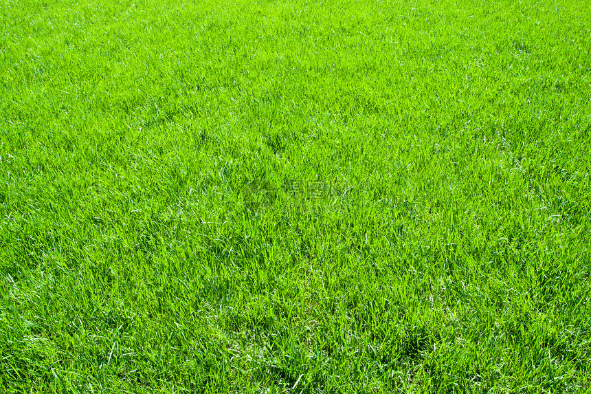 绿草生长环境场地边缘草皮草地院子绿色植物土地植物图片