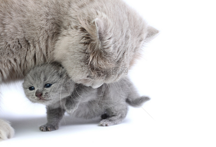 和妈妈一起的小小猫咪图片