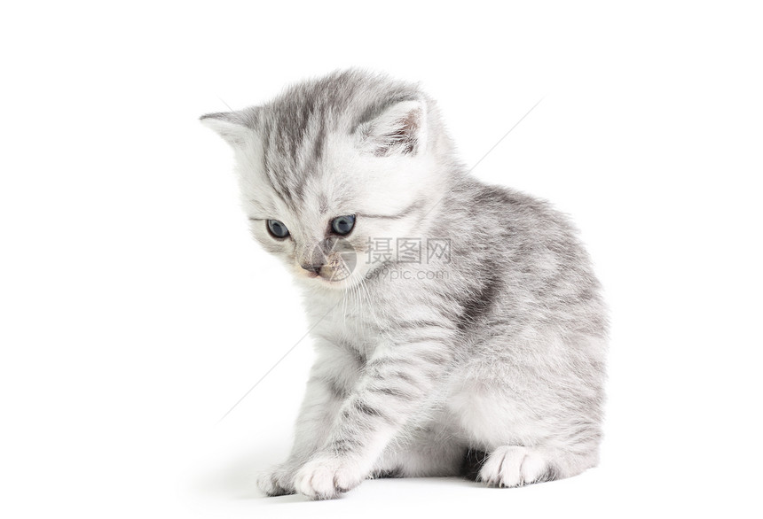 小猫咪坐着毛皮白色小猫动物好奇心图片