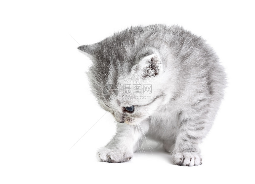 小猫咪坐着小猫动物毛皮白色好奇心图片