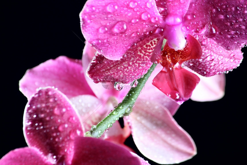 黑暗时的粉红兰花紫色植物群活力黑色花瓣粉色美丽植物图片