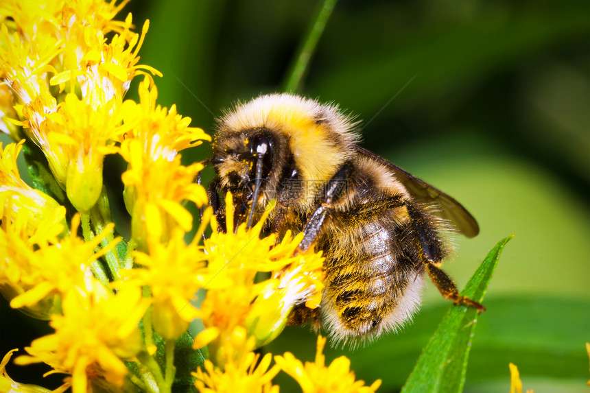 大黄蜂蜂蜜天线蜜蜂毛皮条纹头发黄色漏洞翅膀宏观图片