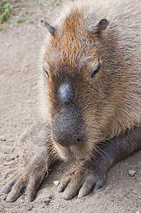 CAPIBARA(水下水文地质)背景图片