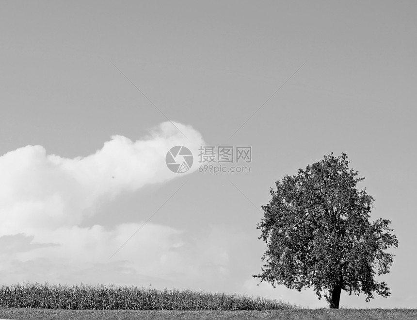 在田地上的树上力量场地国家蓝色牧歌生存牧场棕色孤独白色图片