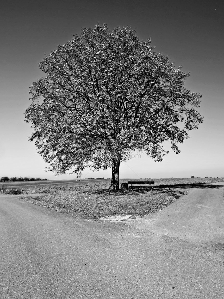 树上有一条横行的长树天空牧歌生存棕色力量国家牧场蓝色白色环境图片