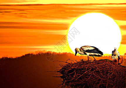 日落时的斯托克天堂粉彩荒野受保护通道红色天空白色动物黑色背景图片