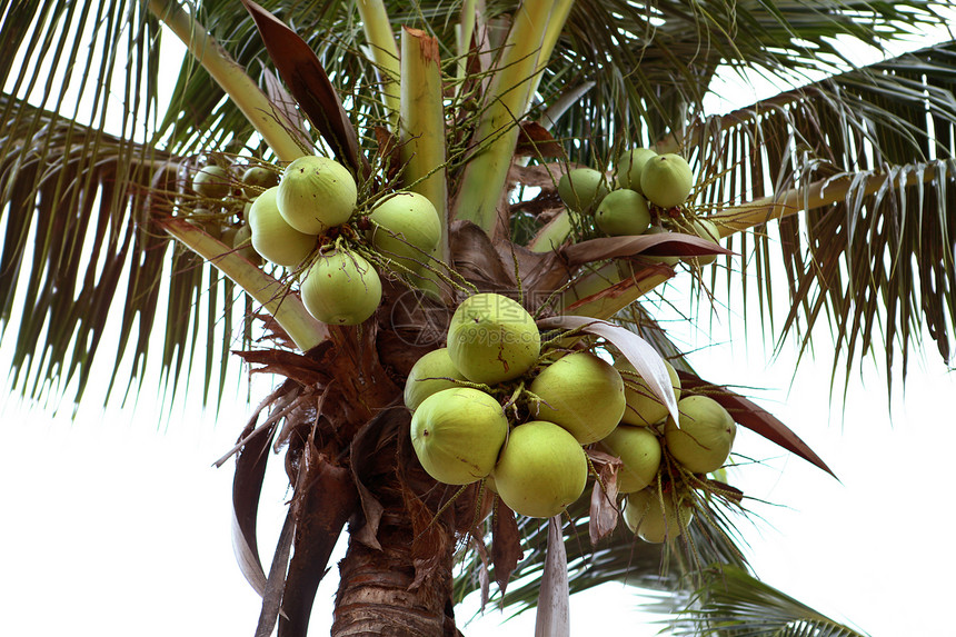 绿椰子衬套海滩棕榈营养坚果可可热带农场植物群水果图片