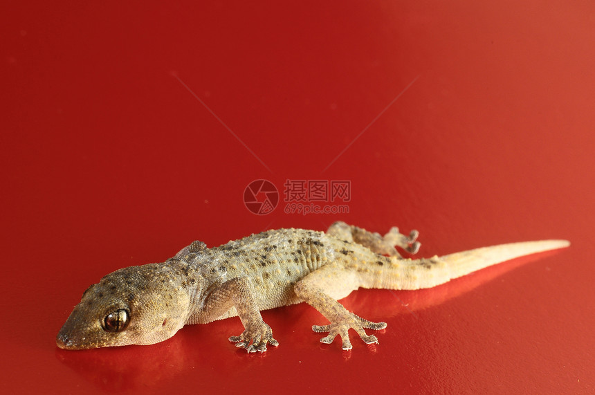 Gecko 蜥蜴棕色情调爬虫壁虎爬行动物叶子宏观野生动物动物群反射图片