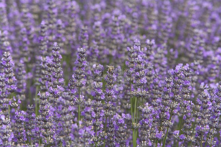 含蜜蜂的淡紫农场图片