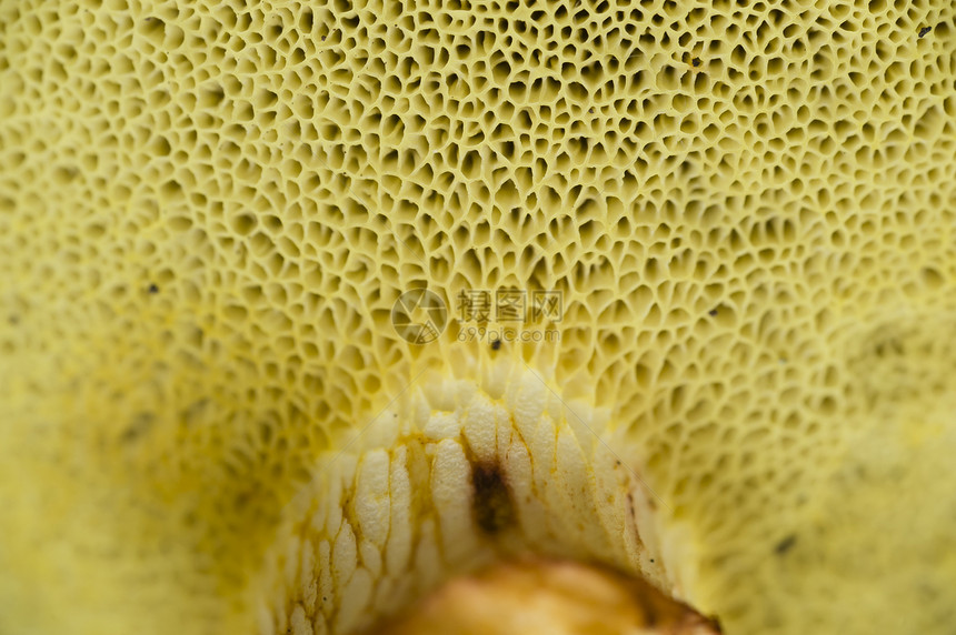 像蘑菇一样的海绵帽子季节性季节孢子宏观管子菌类图片