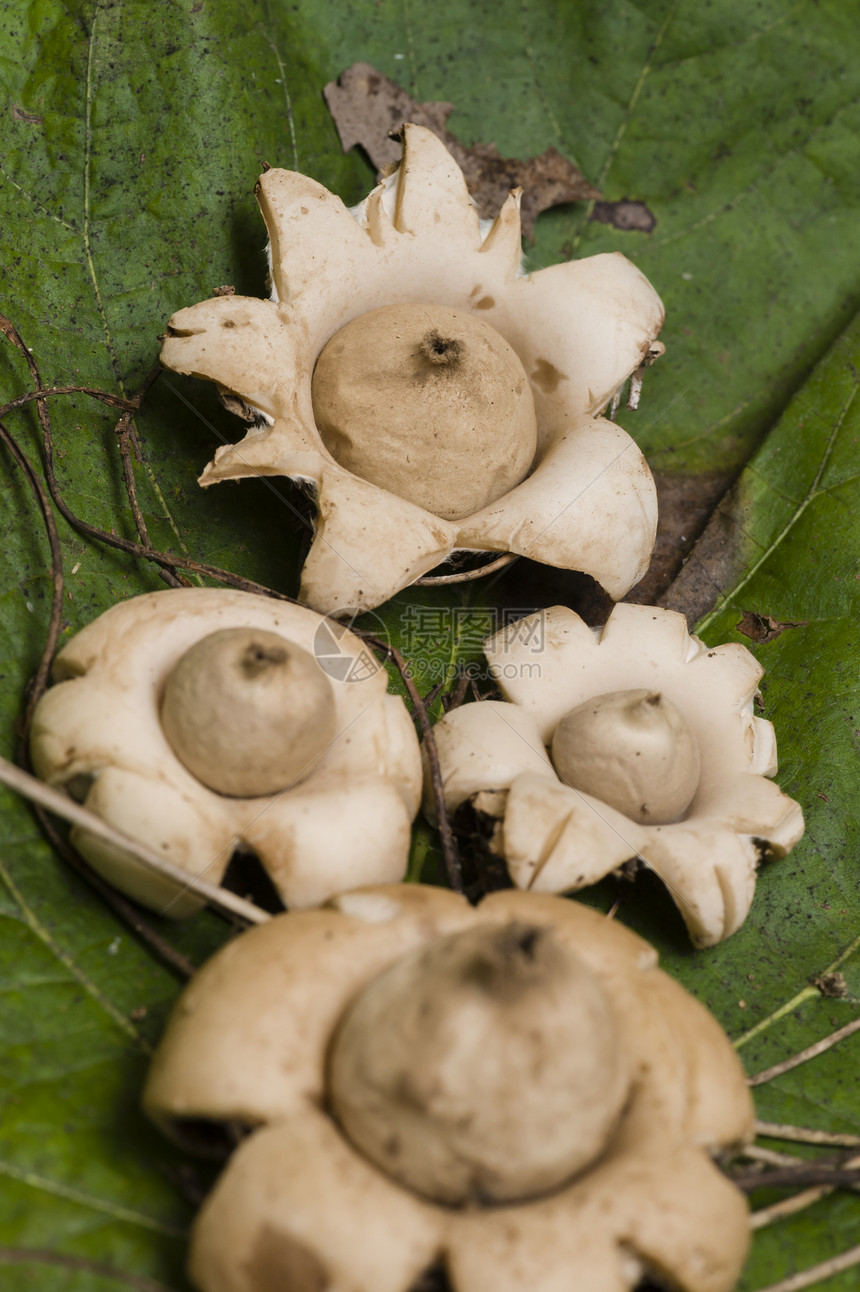 地球星蘑菇季节性菌类胃肠季节孢子帽子宏观图片