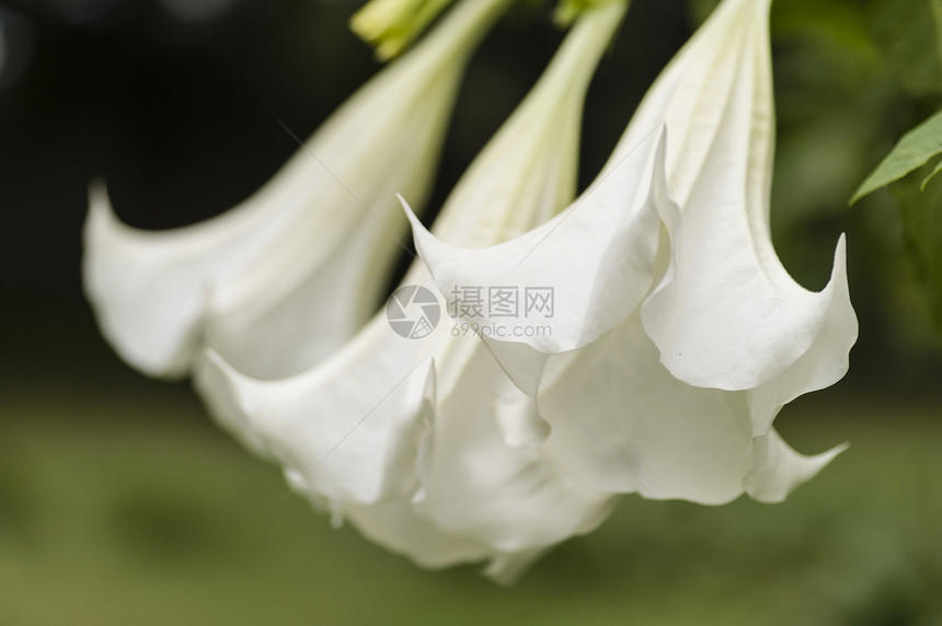 天使号角花花园庭园喇叭季节植物园艺绿色号角天使花瓣图片