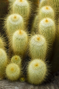 帕罗迪亚伦宁豪赛仙人掌脊柱沙漠仙人球花园植物绿色黄色肉质背景图片