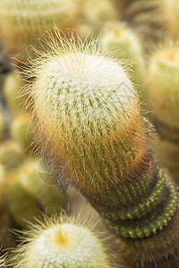 帕罗迪亚伦宁豪赛仙人掌绿色植物黄色肉质仙人球沙漠脊柱花园背景图片
