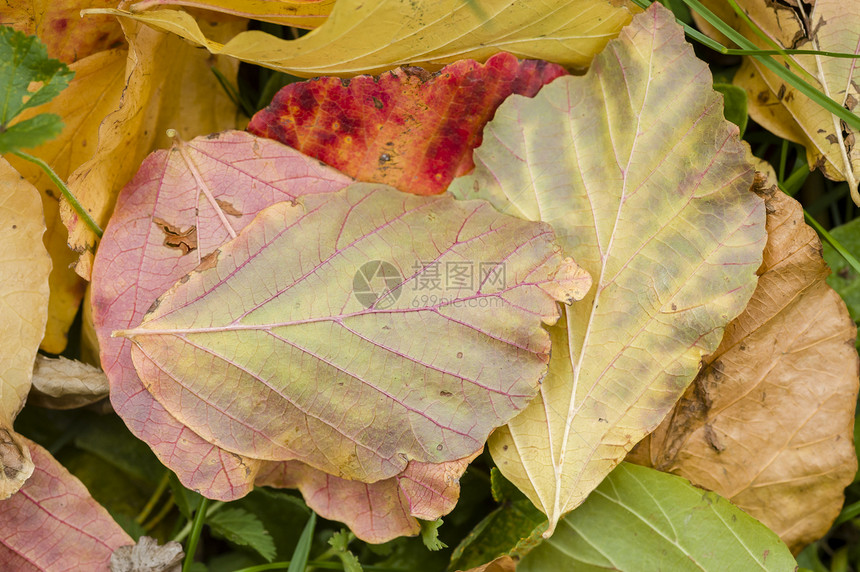 死叶落叶绿色花园季节植物红色叶子棕色季节性宏观黄色图片