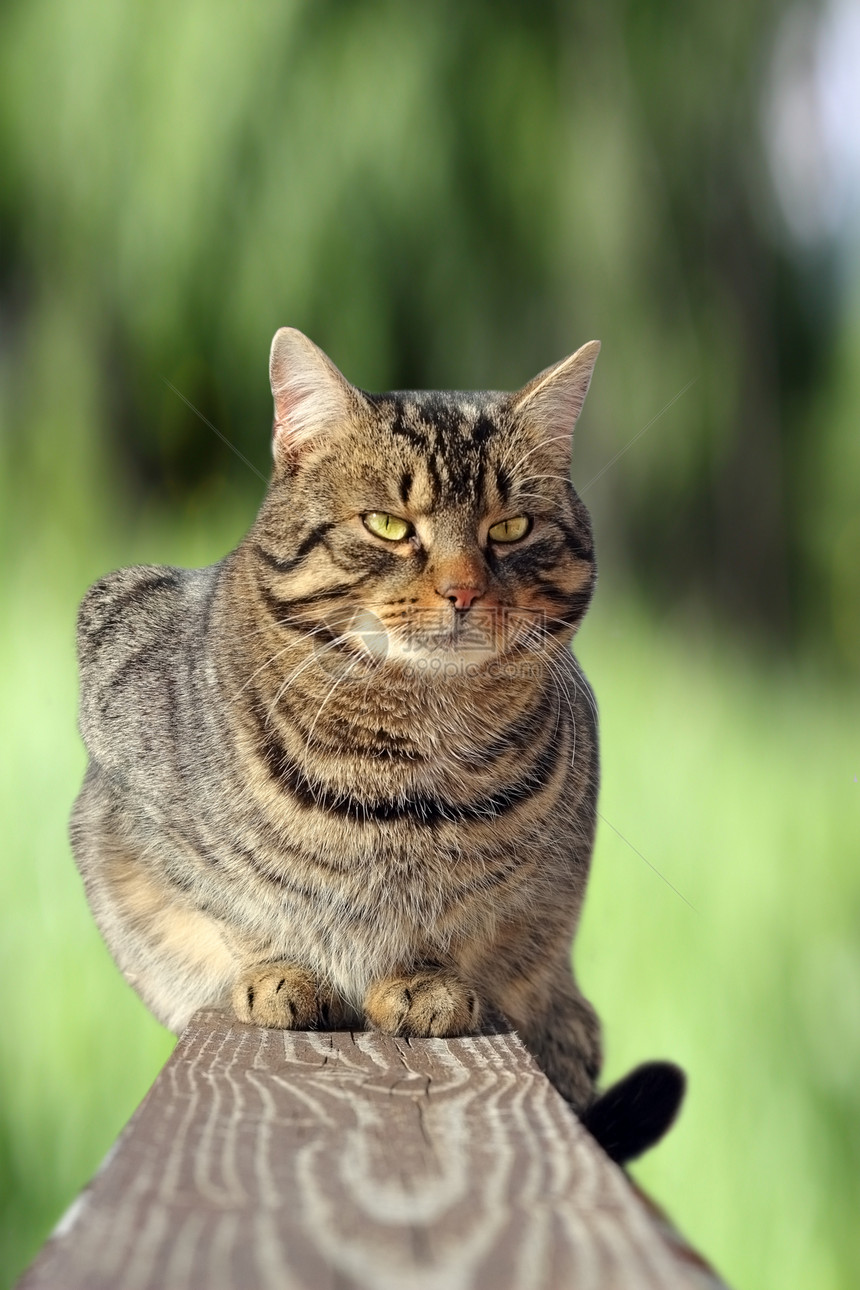 绿背景的栅栏上的猫图片