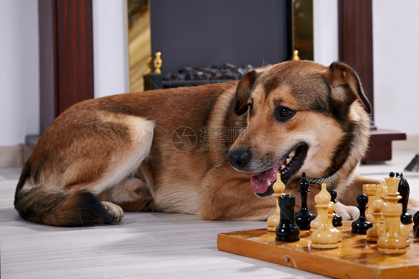 狗和象棋对壁炉活动毛皮木板小狗动物犬类派对智力运动棕色图片