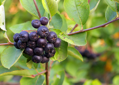 黑苦莓水果甜的高清图片