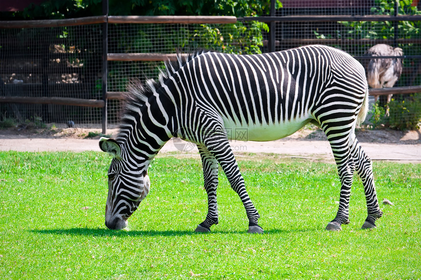 斑马白色动物群条纹动物哺乳动物生物公园皮肤食草黑色图片