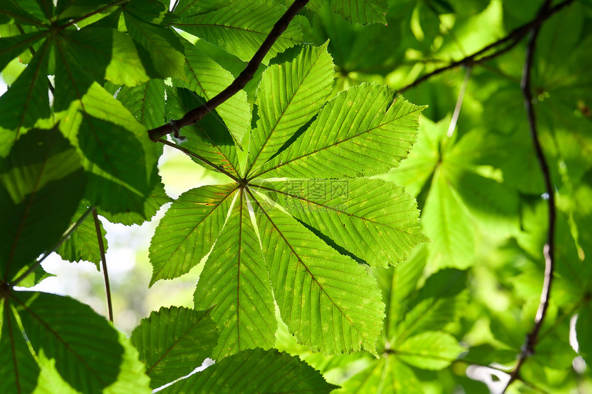 休假背景背景太阳叶子阳光活力生长板栗植物绿色环境树木图片
