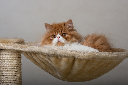 红白色彩的波斯小猫红色家猫摄影纯种猫羊毛宠物背景图片