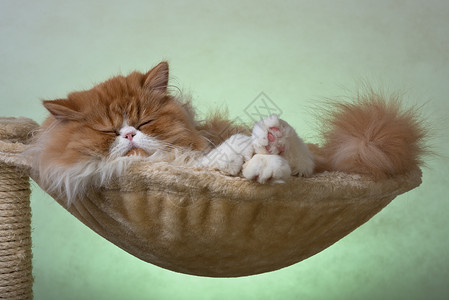 红白色彩的波斯小猫羊毛宠物摄影红色纯种猫家猫背景图片