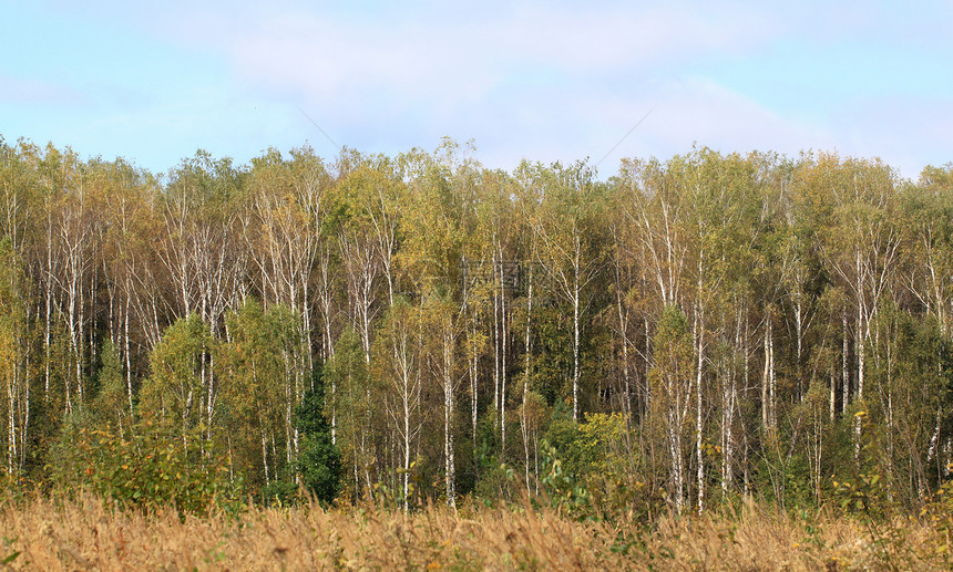 秋季森林金子国家木头叶子环境小路季节植物风景土地图片