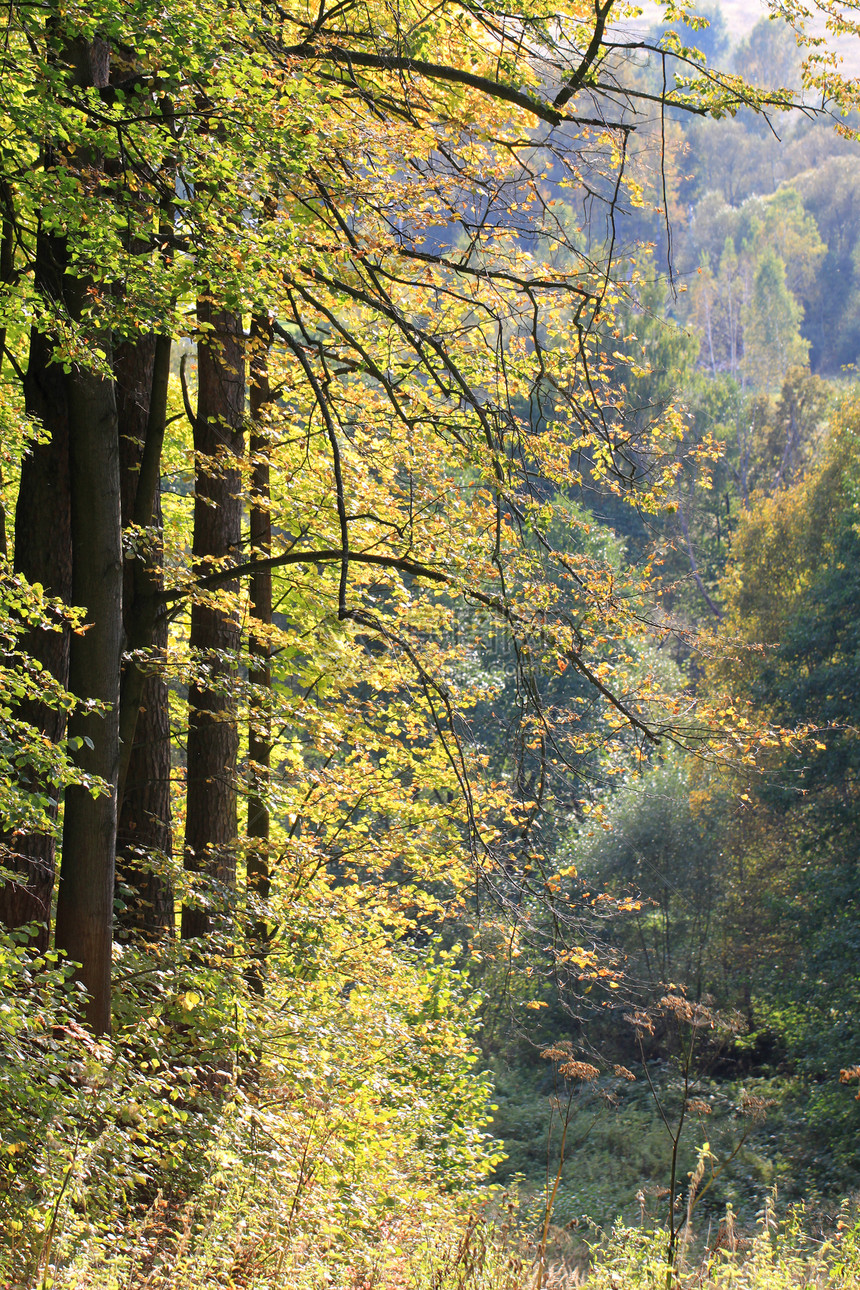秋季森林小路金子公园季节场景土地风景木头叶子太阳图片