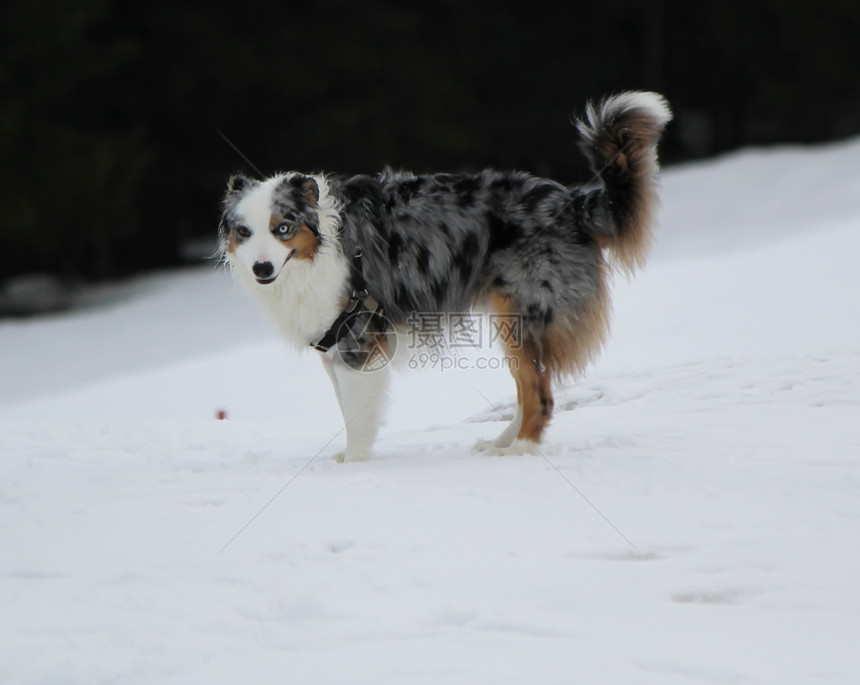 雪中澳大利亚牧羊人宠物乐趣犬类小狗白色灰色脊椎动物眼睛毛皮蓝色图片