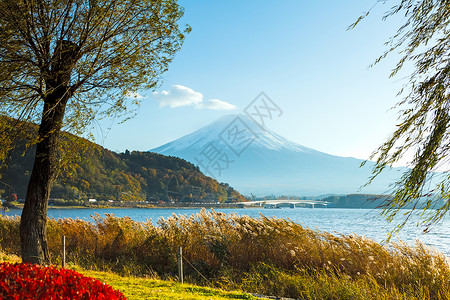 秋秋藤山火山枫树红色红假红树草原植物杂草芦苇公吨背景图片