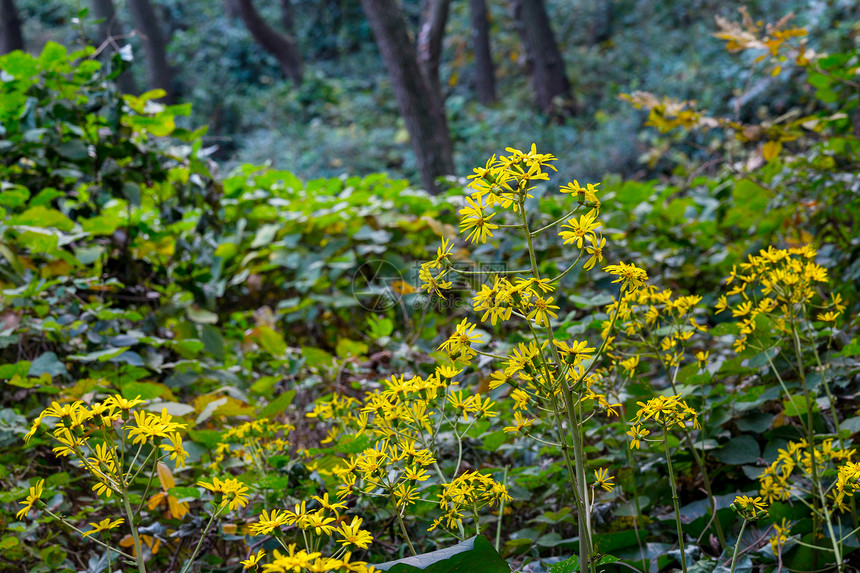 森林中的黄草蕨类丛林雨林森林树干黄色叶子绿色场地木头图片