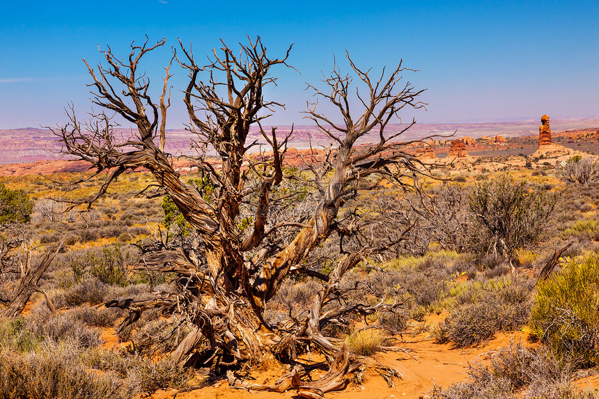 朱尼佩尔树丛砂岩植物土地植被沙漠峡谷木头旅行公园环境图片