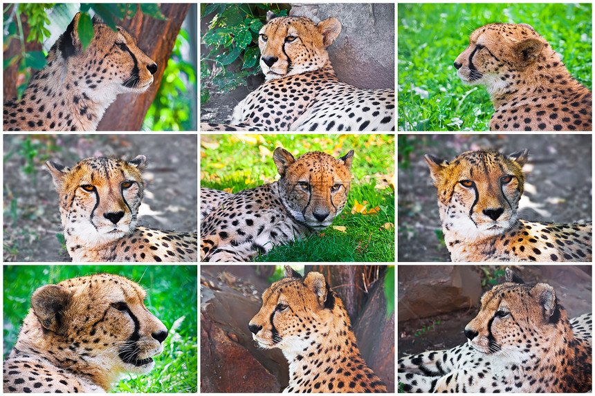 猎豹速度捕食者哺乳动物野生动物动物园食肉动物濒危猫科眼睛图片