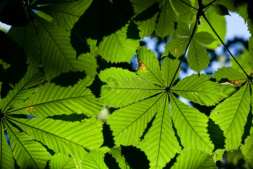 休假背景背景树木板栗植物森林绿色环境叶子生长活力阳光图片